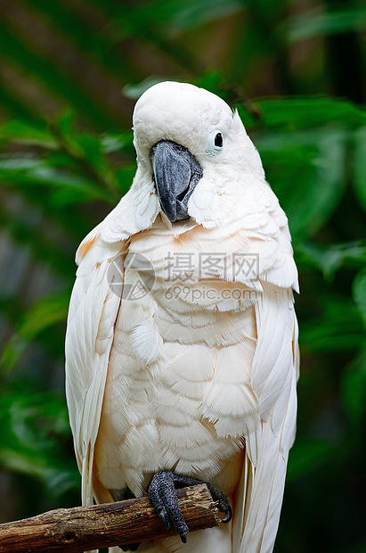 软体鹦鹉粉色白色异国鸟类宠物羽毛热带翅膀情调荒野图片