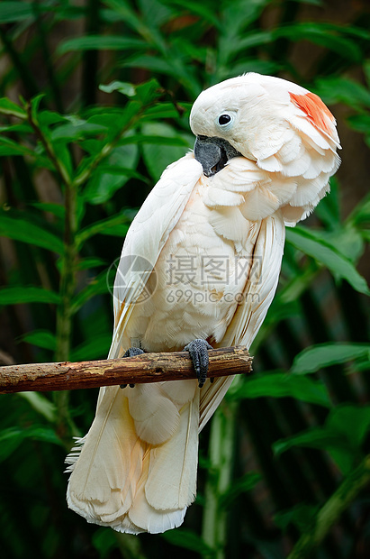 软体鹦鹉野生动物动物宠物异国鸟类翅膀羽毛情调荒野热带图片