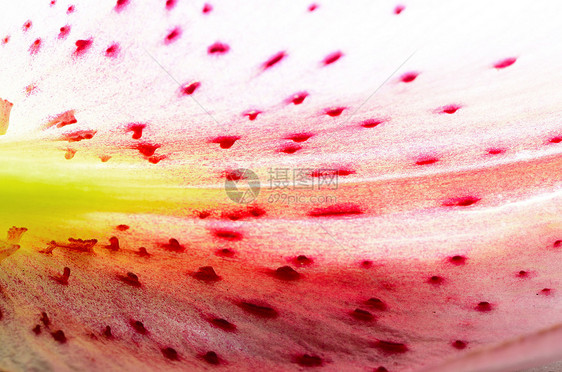 Lily 花瓣抽象叶子植物群白色脆弱性植物学植物粉色花束图片