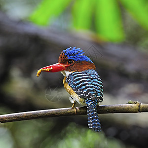 Kingfisher 养鱼王栖息蕾丝森林国家男性公园翠鸟野生动物带状荒野图片