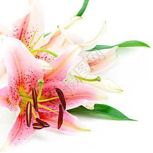利里植物学叶子花束脆弱性植物群植物粉色白色花瓣图片