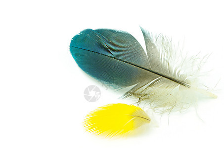 羽羽毛想像力动物鹅毛棕色白色翅膀蓝色黄色图片