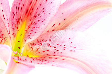 Lily 花瓣抽象粉色植物学植物群花束白色植物脆弱性叶子图片