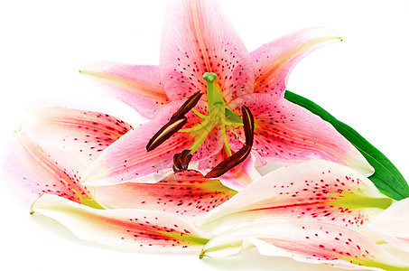 利里植物学叶子植物群花瓣花束植物脆弱性粉色白色图片