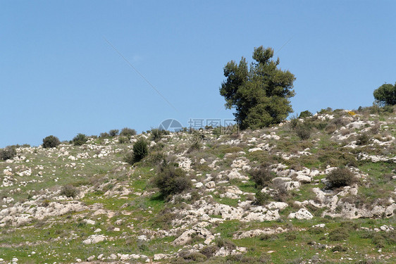 地中海山坡上孤独的一棵树图片