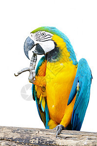 蓝色和格洛德马考孤立鹦鹉情调动物黄色野生动物热带羽毛翅膀眼睛宠物图片