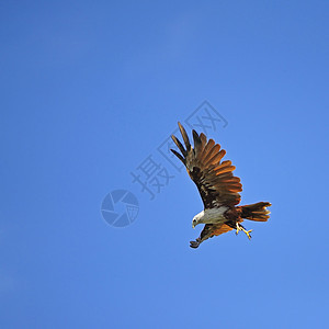 闪光捕食者自由棕色梧桐树白色眼睛羽毛荒野天空动物图片