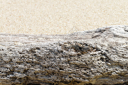 沙滩上漂流木头浮木木材树桩树干海岸线孤独日志海岸支撑海滩图片