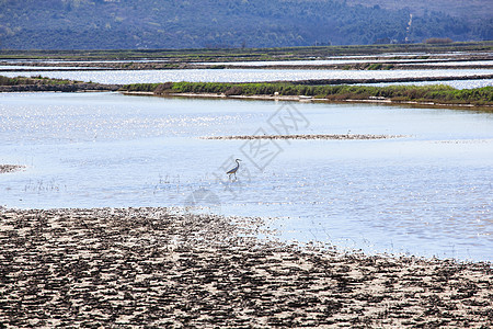 Secovlje盐蒸发池中的Heron海水地球蒸发池盐水场地海洋图片