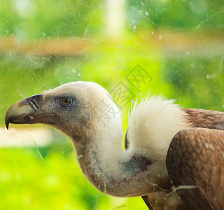 Griffon 秃鹫秃鹰狮鹫海员雪鸮清道夫怪人自然保护区红隼腐肉猫头鹰图片