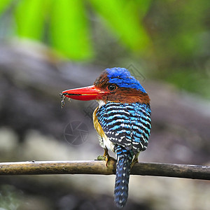 Kingfisher 养鱼王男性森林荒野羽毛带状国家蓝色野生动物动物蕾丝图片