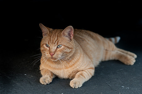 斯特异性猫场地宠物毛皮阳光草地猫咪短发晶须太阳叶子图片