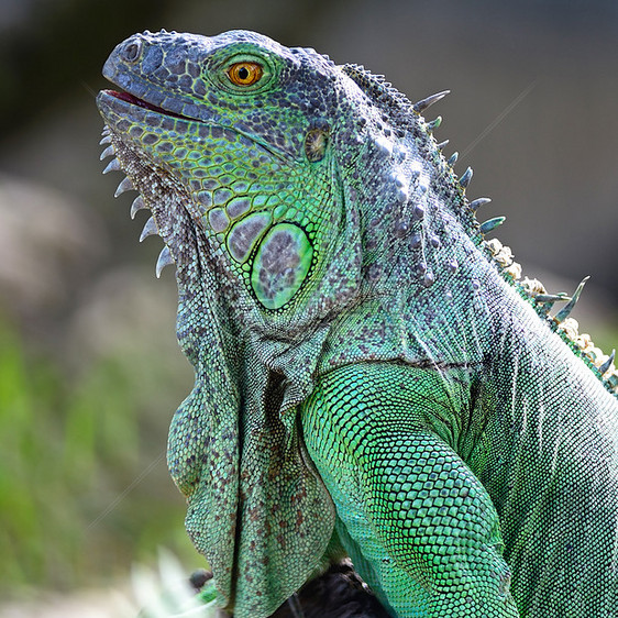 绿伊瓜纳爬虫野生动物闲暇宠物女性动物绿色蜥蜴脊椎动物皮肤图片