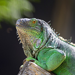 绿伊瓜纳宠物冒充野生动物女性闲暇脊椎动物棕色捕食者绿色爬虫图片