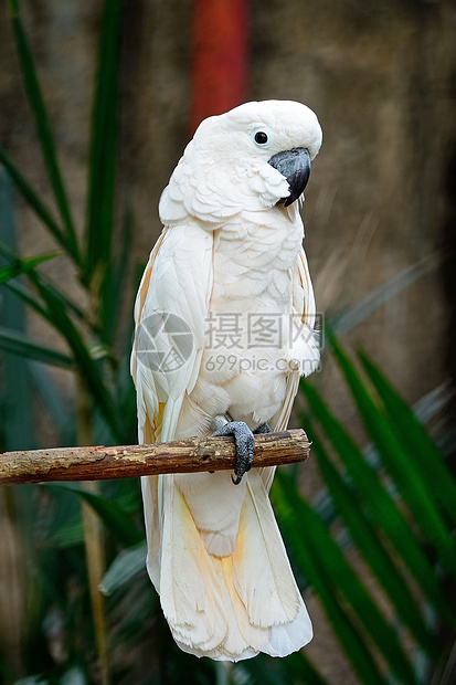 Molucccan 鳄鱼白色波峰血清鸟类羽毛凤头情调宠物异国鹦鹉图片