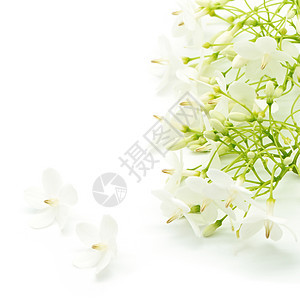 野生水管道李子热带花瓣花园白色星星宗教信仰绿色荒野宏观图片