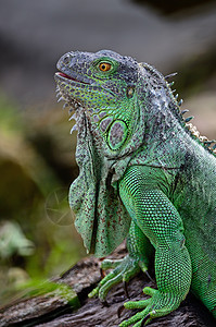 绿伊瓜纳生物动物群闲暇爬虫环境蜥蜴宠物野生动物荒野皮肤图片