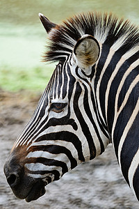 共同斑骨白色动物公园野生动物马属条纹荒野黑色热带国家图片