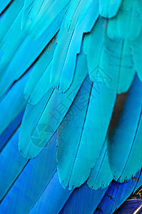蓝色和金色麦毛羽毛热带荒野鹦鹉翅膀金子宠物动物异国宏观鸟类图片