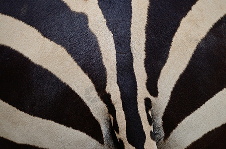 共同斑骨大草原荒野国家公园哺乳动物皮肤细纹毛皮条纹野生动物图片