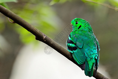 绿布罗比尔野生动物环境绿色生态脊柱动物群羽毛森林账单嘴鸟背景图片