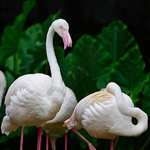 大火烈哥翅膀玫瑰红色脖子动物园动物情调白色荒野粉色图片