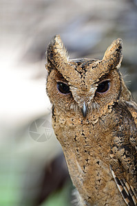 东方Scops 猫头鹰夜鸟眼睛警报鸟类荒野角鸮森林野生动物图片