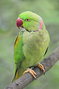 男性亚历山德林帕拉凯红色翅膀丛林荒野森林绿色动物鸟类女性热带图片