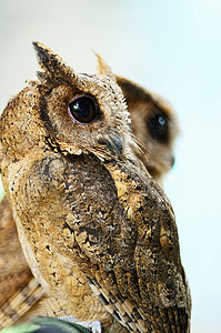 东方Scops 猫头鹰角鸮鸟类眼睛警报荒野夜鸟森林野生动物图片