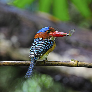 Kingfisher 养鱼王翠鸟动物栖息公园蕾丝绿色国家带状蓝色荒野背景图片