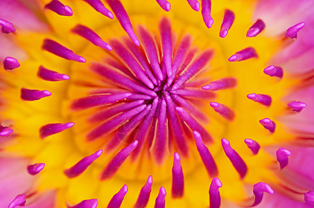 水体形态紫色植物植物学花园荷花热带图片