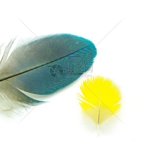 羽羽毛蓝色黄色鹅毛翅膀棕色动物白色想像力图片
