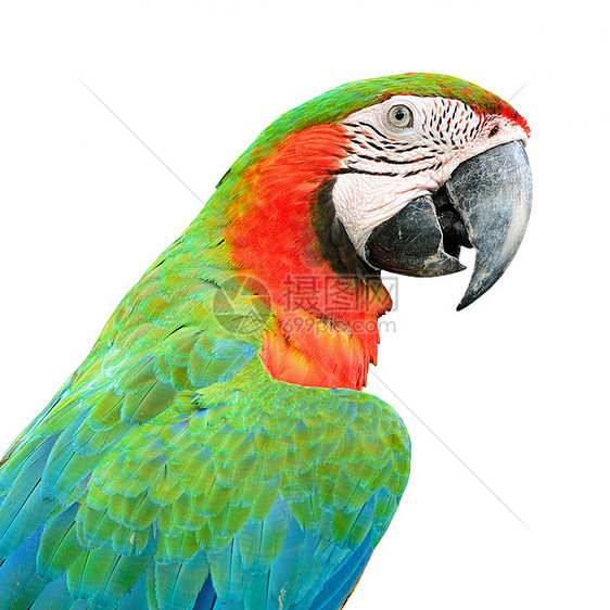 哈莱金马考鸟舍生活红色鹦鹉绿色动物丑角蓝色鸟类图片