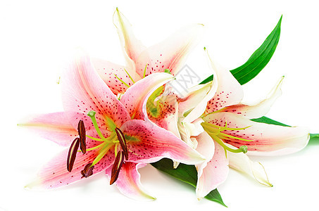 利里脆弱性植物群花瓣白色粉色花束植物叶子植物学图片
