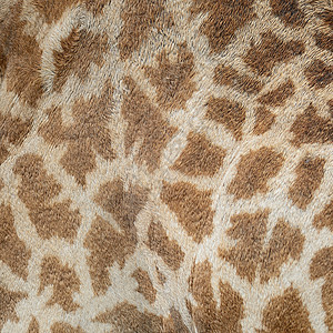 长颈羊皮动物园皮革荒野棕色食草毛皮白色野生动物哺乳动物动物图片