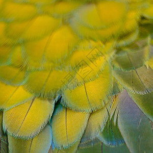 哈莱金马aw羽毛动物金子黄色宠物宏观热带绿色鹦鹉蓝色翅膀图片