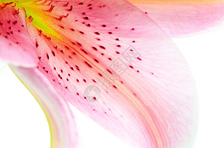 Lily 花瓣抽象白色花束脆弱性粉色植物群植物学植物叶子图片