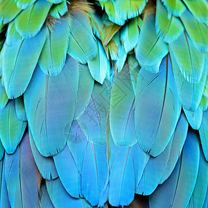 哈莱金马aw羽毛金子动物蓝色绿色野生动物鹦鹉热带宠物翅膀黄色图片