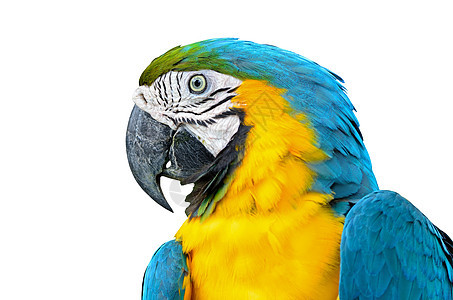 蓝色和格洛德马考孤立白色金子动物鹦鹉翅膀异国野生动物鸟舍情调宠物图片