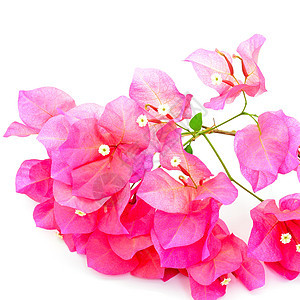 布干维尔a花园热带白色植物植物群风格装饰粉色边界紫色图片
