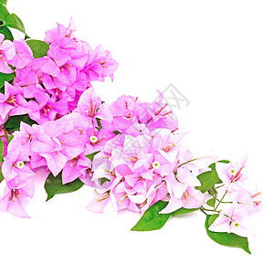 布干维尔a紫色花园气候边界植物风格装饰粉色白色热带图片