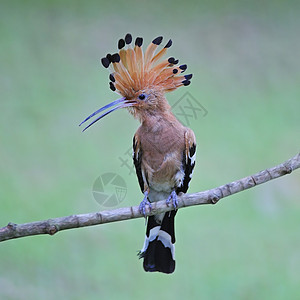 欧亚胡波荒野翅膀流行音乐动物猎物热带凤头动物群羽毛野生动物图片