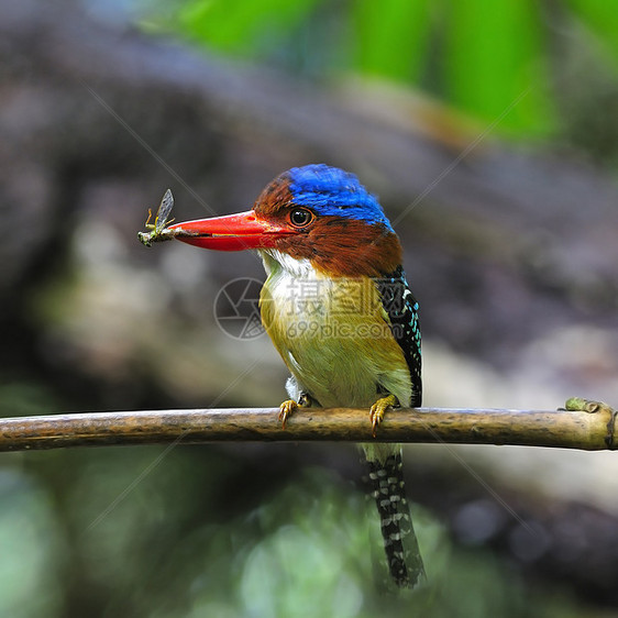 Kingfisher 养鱼王蓝色羽毛野生动物动物男性荒野森林带状蕾丝国家图片