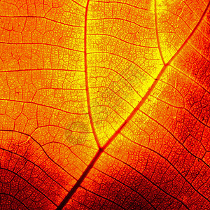 抽象叶叶摘要红色静脉宏观橙子棕色环境植物背景图片