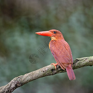 陆基海王Kingfisher鸟类野生动物红树林荒野女性森林翠鸟动物群红色羽毛图片
