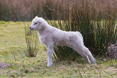 小羊羔农场孩子农村羊肉宝贝场地投标新生耳朵哺乳动物图片