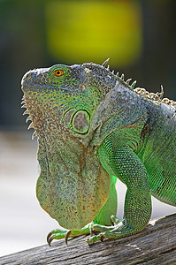 绿伊瓜纳荒野女性环境脊椎动物捕食者皮肤动物群动物蜥蜴野生动物图片