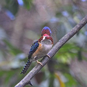 Kingfisher 养鱼王森林男性蓝色栖息荒野野生动物带状公园翅膀蕾丝图片