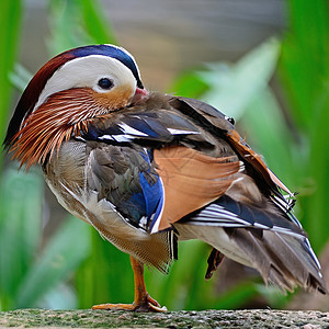 普通达林鸭橙子羽毛蓝色荒野男性池塘野生动物棕色白色紫色图片