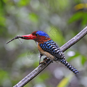 Kingfisher 养鱼王带状动物森林公园蕾丝羽毛野生动物荒野蓝色翅膀图片